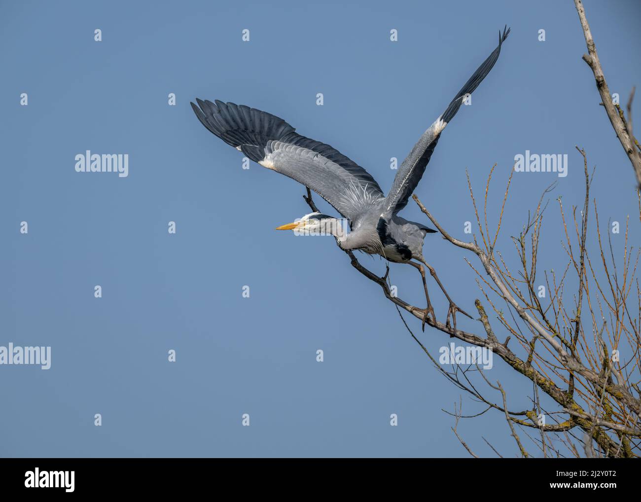 A female Grey Heron (Ardea cinerea), wings spread wide, launches herself from a high branch of a tree Stock Photo