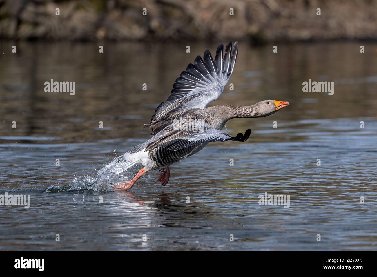 A Greylag goose (Anser anser), wings spread wide, powers its way across a pond as it takes off Stock Photo
