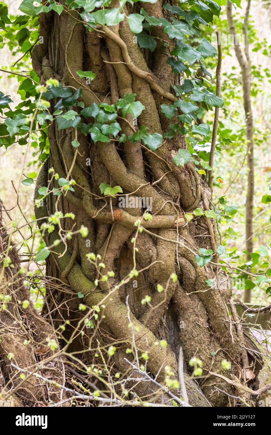 Thick ivy growing up a oak tree Stock Photo