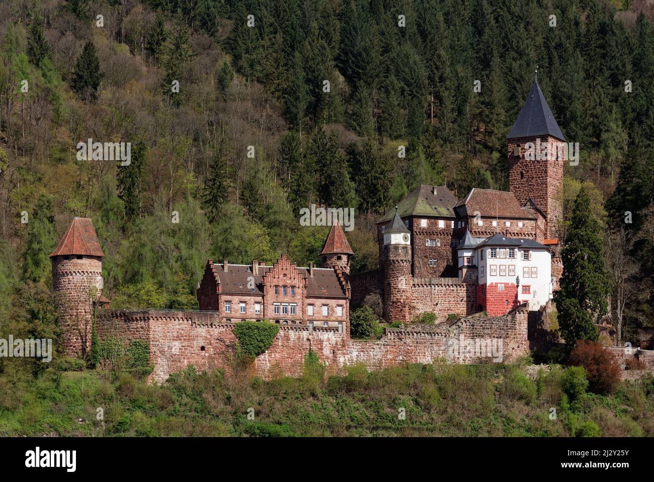 The impressive Schloss-Zwingenberg Fortress above the River Neckar in the Neckartal-Odenwald Nature Park, Baden-Württemberg, Germany. Stock Photo