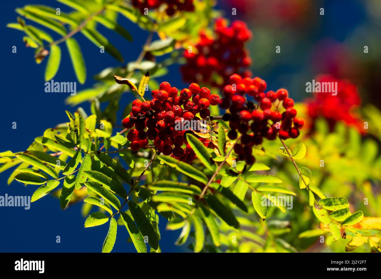 Ripe rowan berries on a tree, Unnaryd, Sweden Stock Photo
