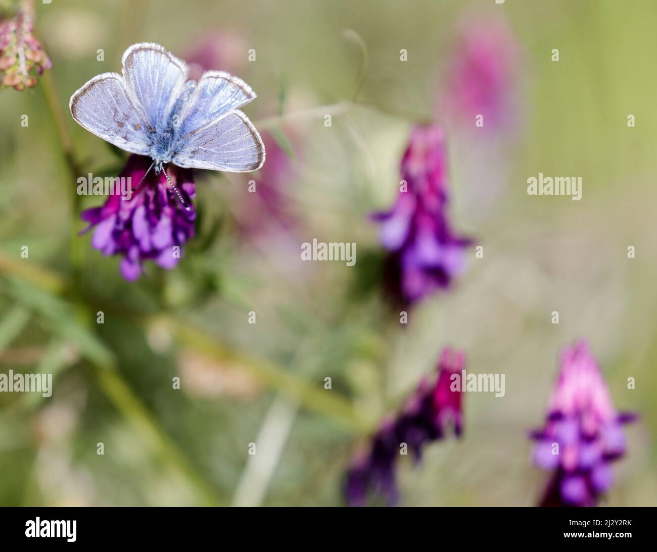 Silvery Blue butterfly feeding on Lupin flower. Alum Rock Park, Santa Clara County, California, USA. Stock Photo