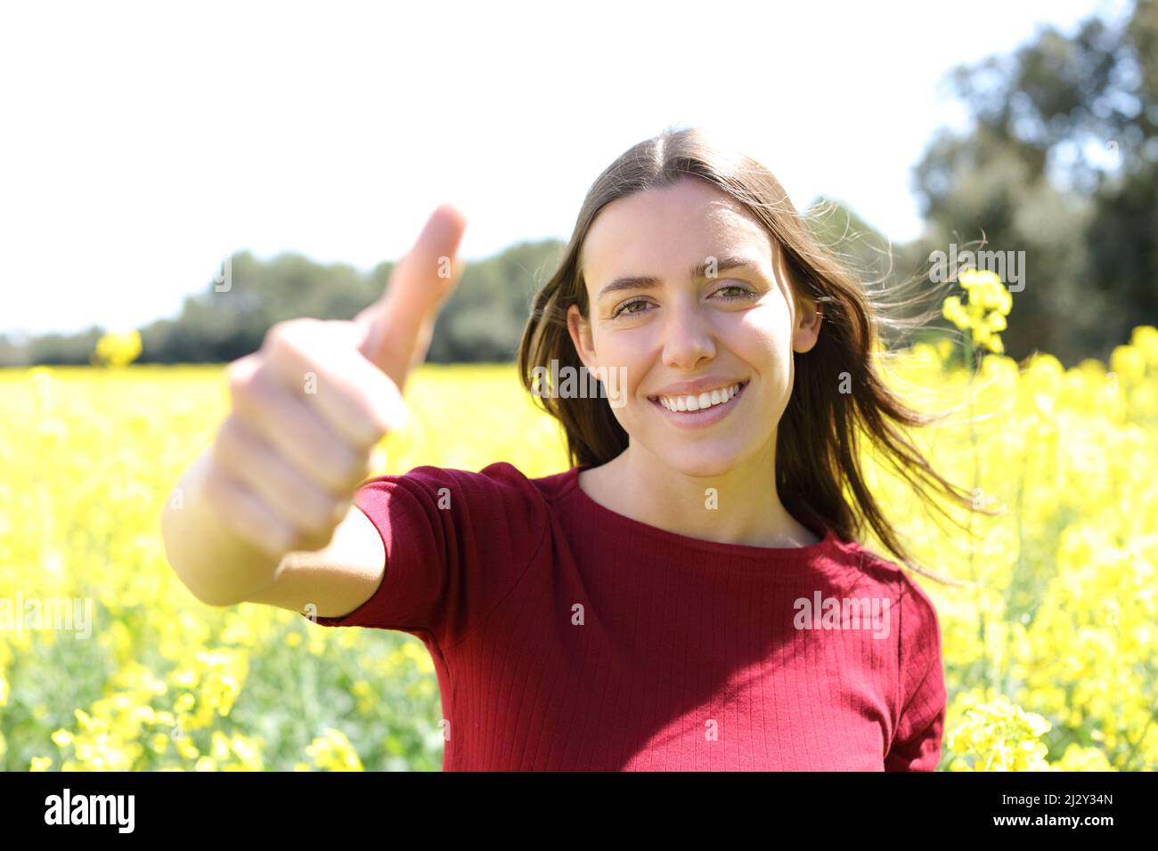 Front view portrait of a happy woman gesturing thumb up in a yellow field in summer Stock Photo