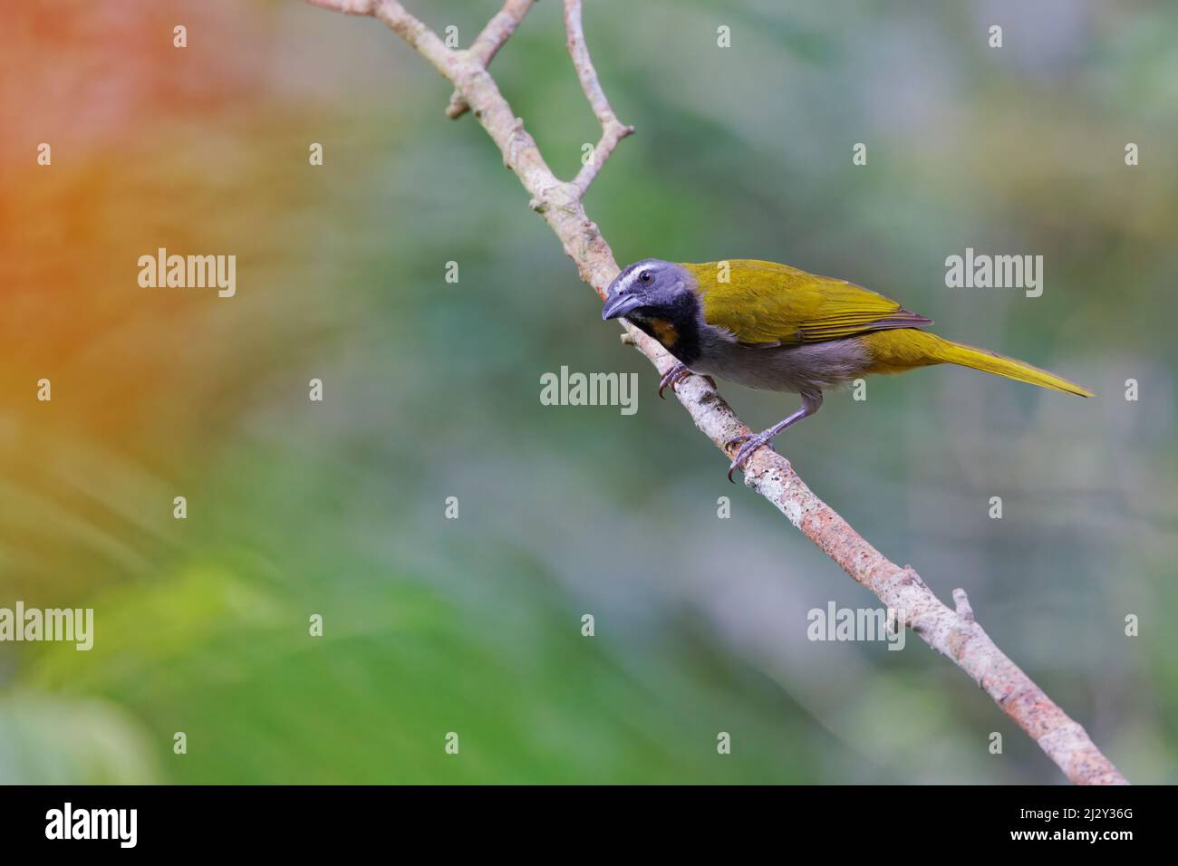 Buff-throated Saltator Saltator maximus Sarapiqui, Costa Rica BI034108 Stock Photo