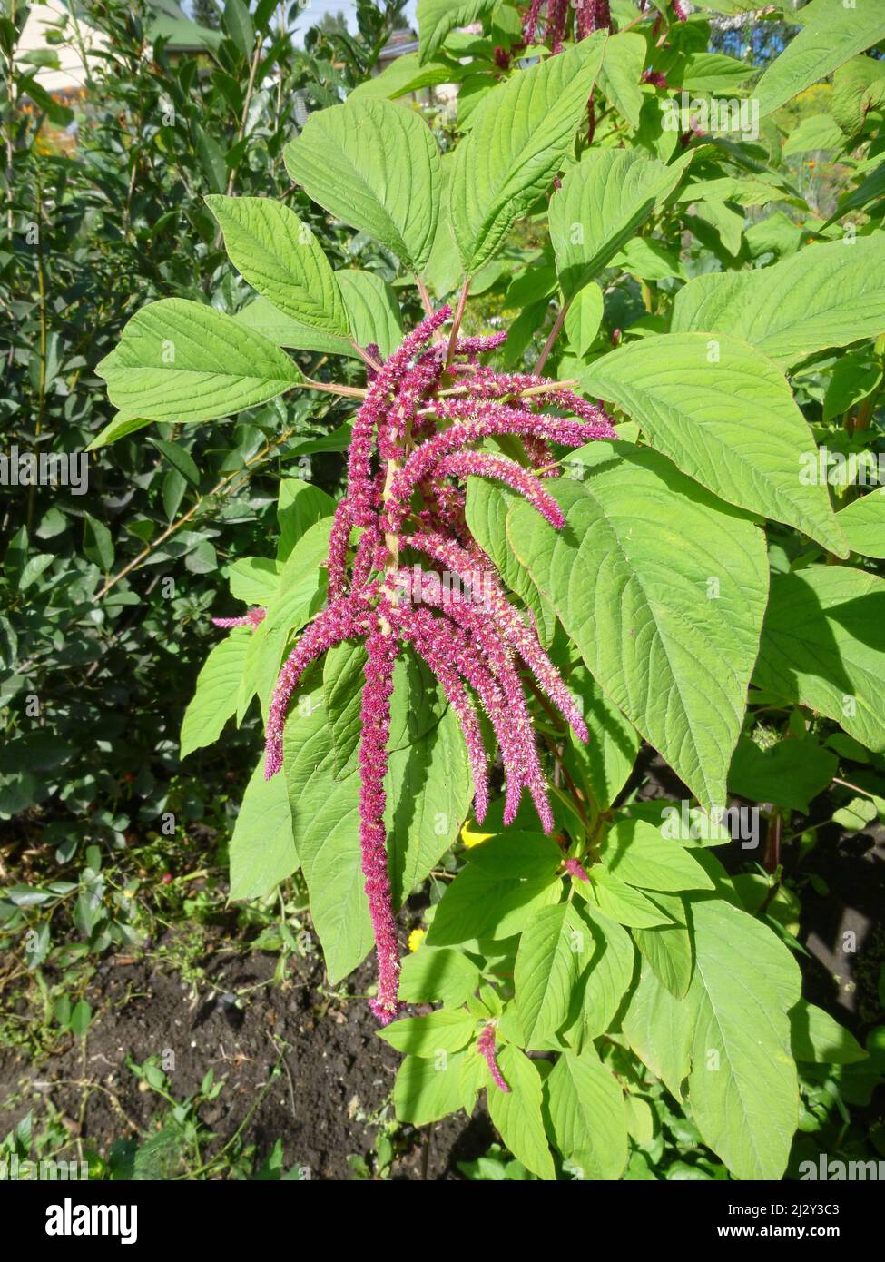 Amaranth flowers and plant, top view, garden in Siberia Russia Stock Photo