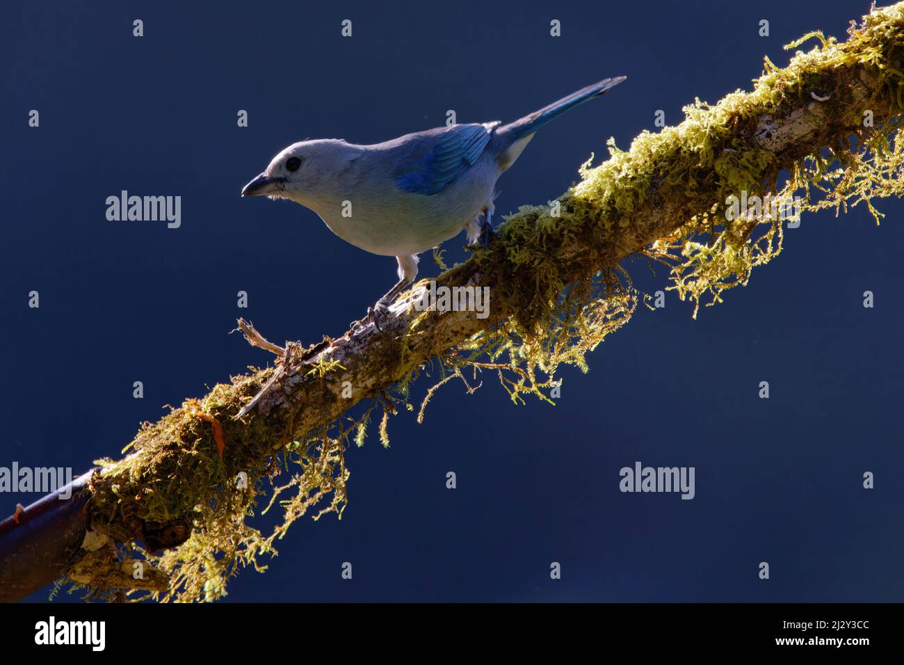 Blue-grey Tanager - backlit Thraupis episcopus San Gerardo de Dota, Costa Rica BI034132 Stock Photo