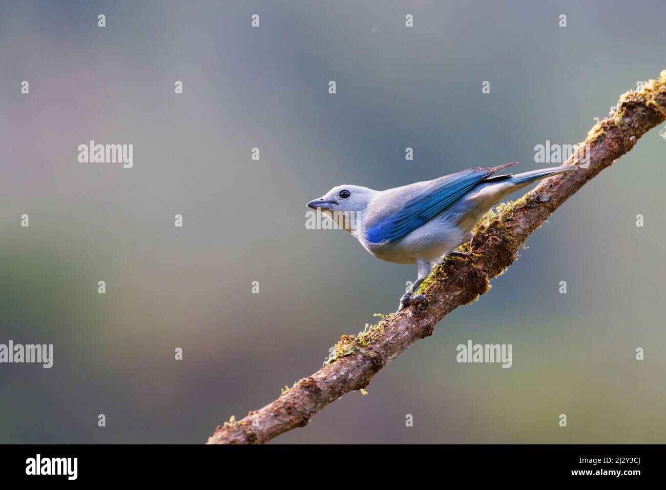 Blue-grey Tanager Thraupis episcopus San Gerardo de Dota, Costa Rica BI034140 Stock Photo