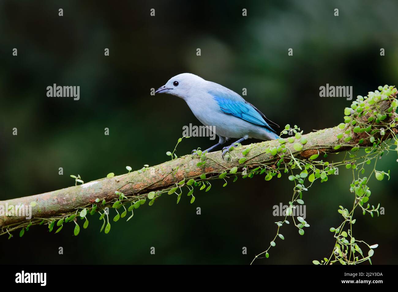 Blue-grey Tanager Thraupis episcopus Sarapiqui, Costa Rica BI034149 Stock Photo