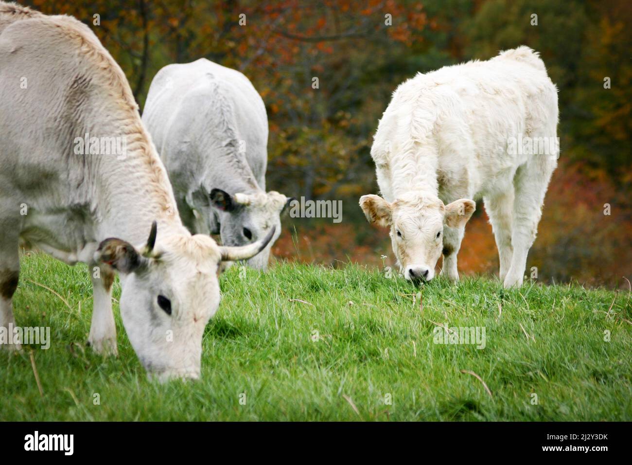Cows grazing. A tranquil rural scene as dairy cows feed on fresh grass growing in a paddock. Stock Photo