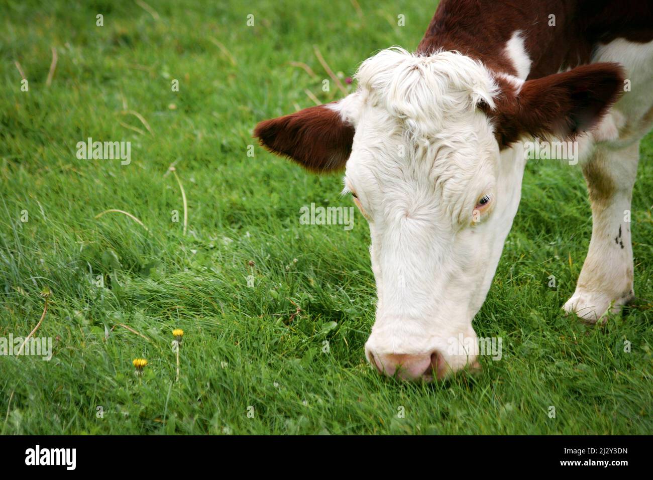 Cows grazing. A tranquil rural scene as dairy cows feed on fresh grass growing in a paddock. Stock Photo