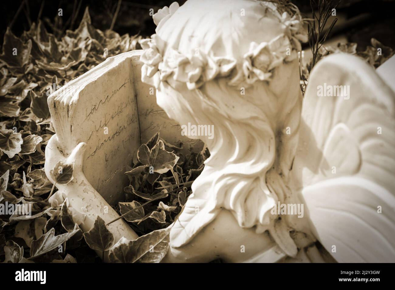 A Fairy Tale. A decorative stone garden sculpture in the form of an angel reading a book while lying in a bed of ivy.  Sepia retro tint. Stock Photo