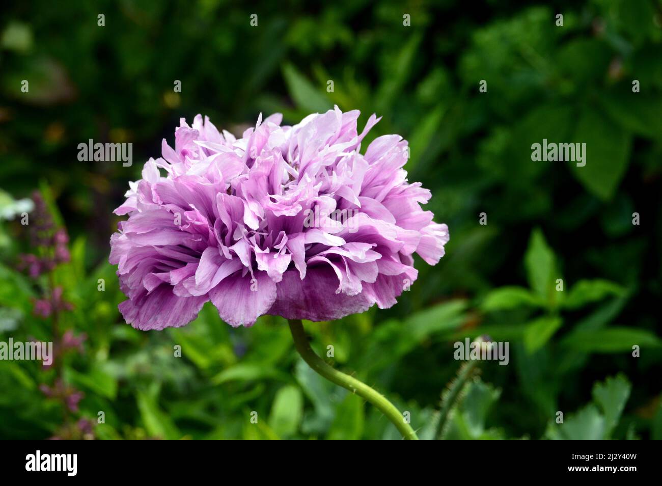 Single Pink Fullydouble, Peony Poppy (Papaver Somniferum) 'Candy Floss