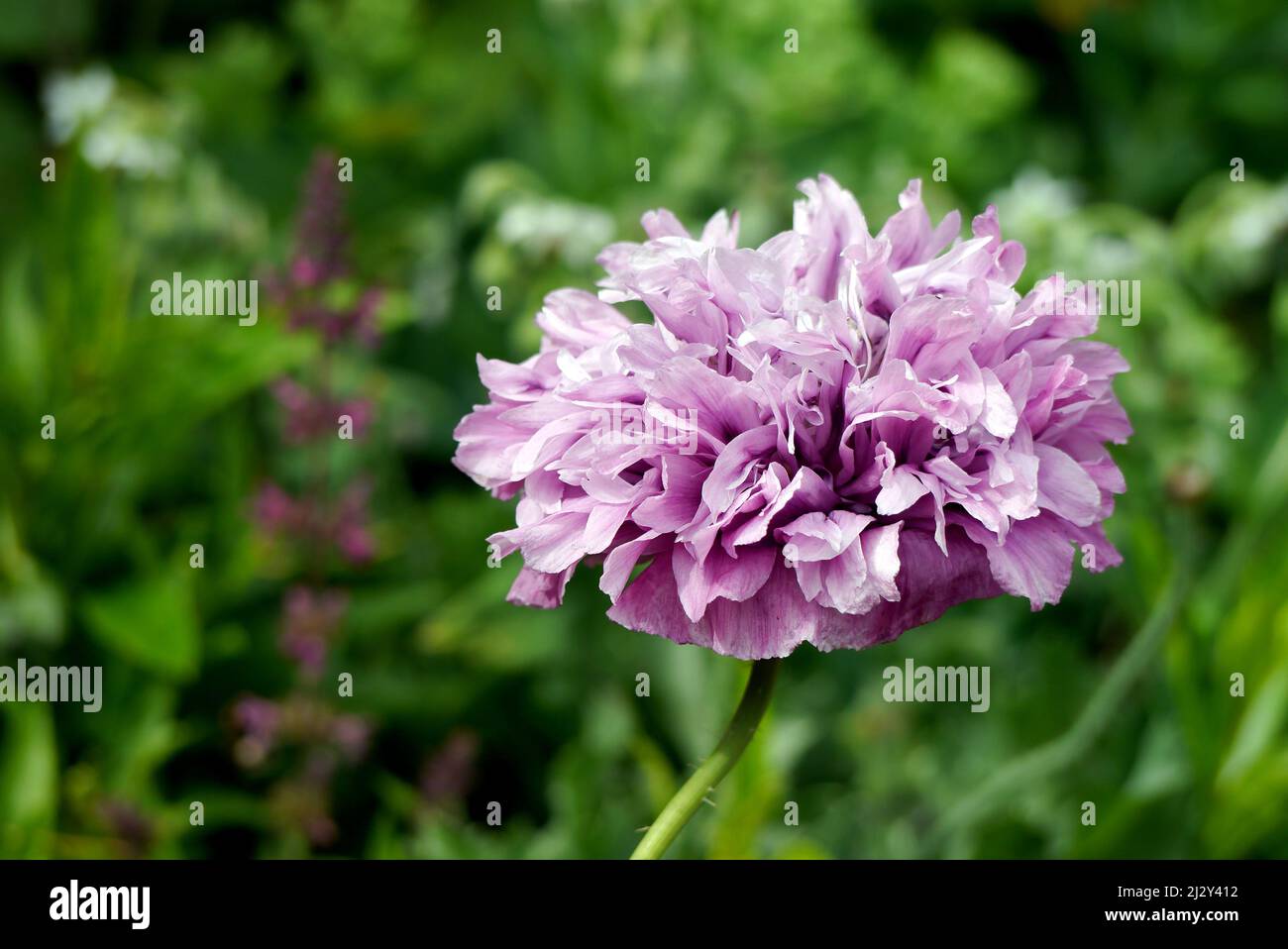 Single Pink Fullydouble, Peony Poppy (Papaver Somniferum) 'Candy Floss