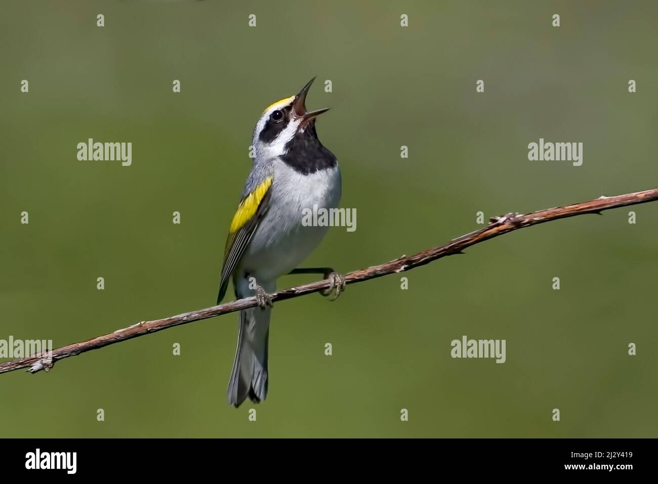 A Golden-winged Warbler, Vermivora chrysoptera, singing from a vine Stock Photo