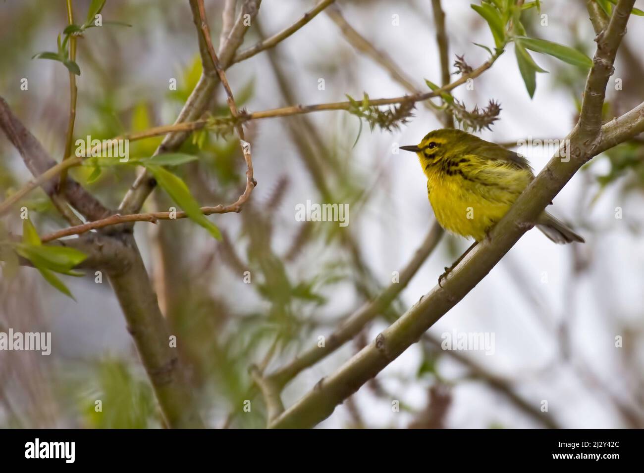 A Prairie Warbler, Setophaga discolor, perched in a tree Stock Photo