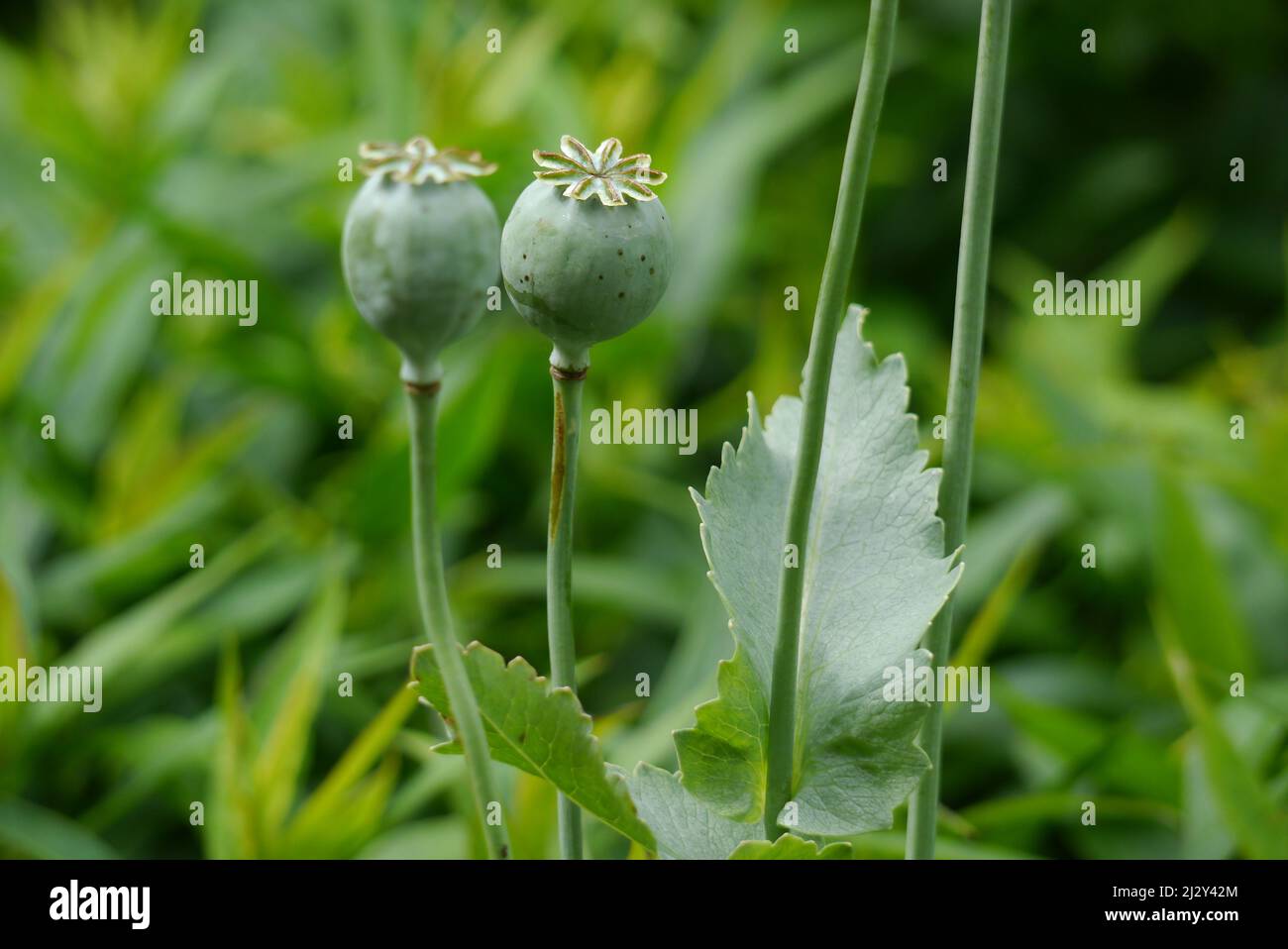 Green 'Papaver Somniferum' Poppy Seed Heads grown at Holker Hall