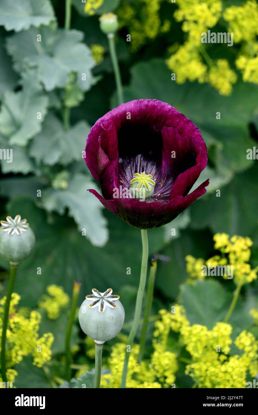 Papaver somniferum black single hi res stock photography and