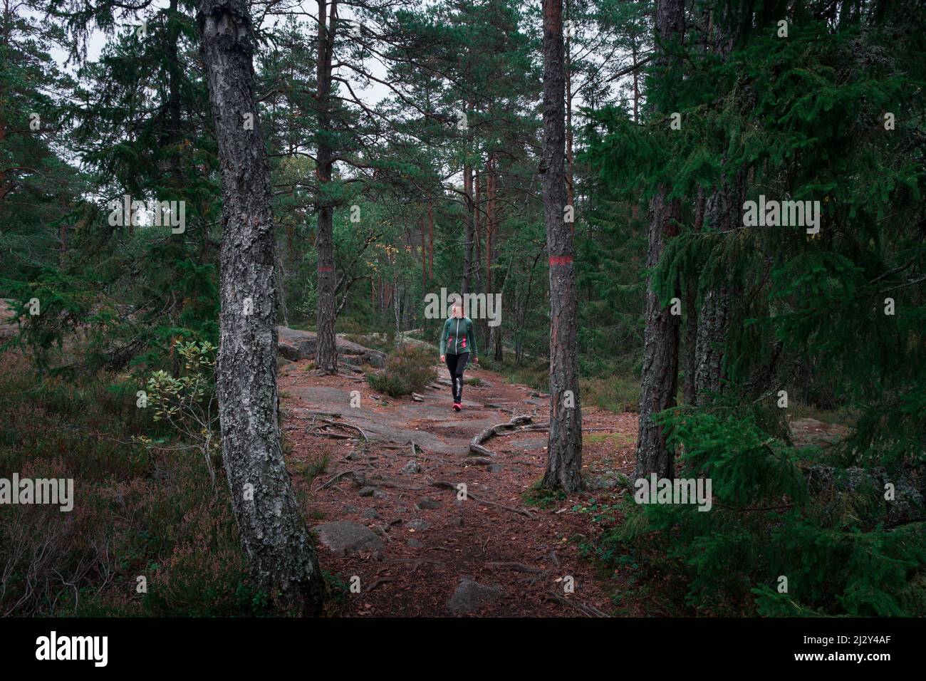 Woman hiking through forest in Tyresta National Park in Sweden Stock Photo