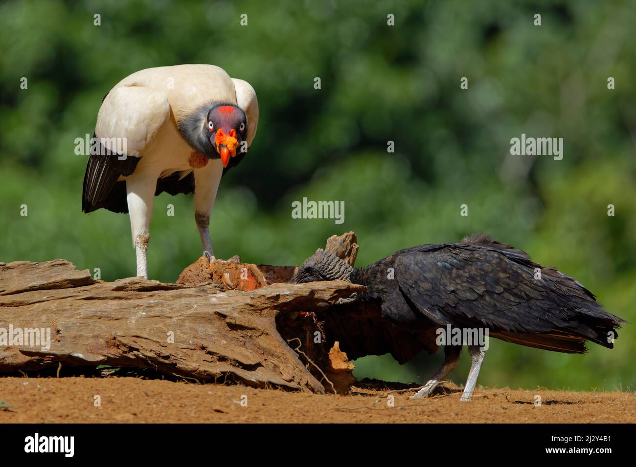 King Vulture - feeding Sarcoramphus papa Boco Tapada, Costa Rica BI034937 Stock Photo