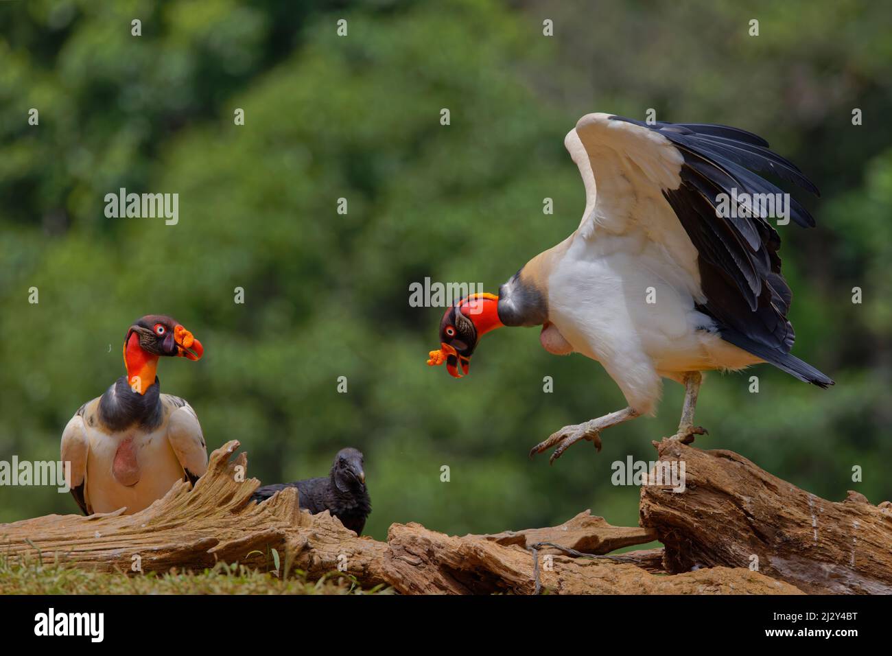 King Vulture - showing aggression Sarcoramphus papa Boco Tapada, Costa Rica BI034968 Stock Photo