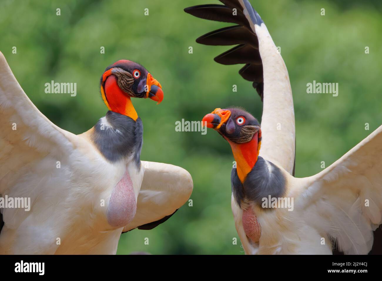 King Vulture - showing aggression Sarcoramphus papa Boco Tapada, Costa Rica BI034972 Stock Photo