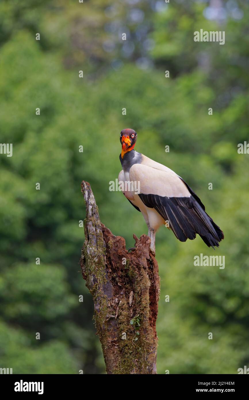 Stock photo of Head portrait of King vulture (Sarcoramphus papa) calling in  the rain. Available for sale on