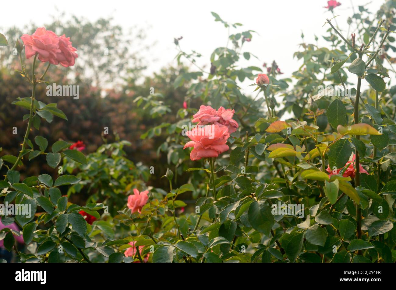 A Rose with Many Rose flower in bloom in a rose flowered garden Stock