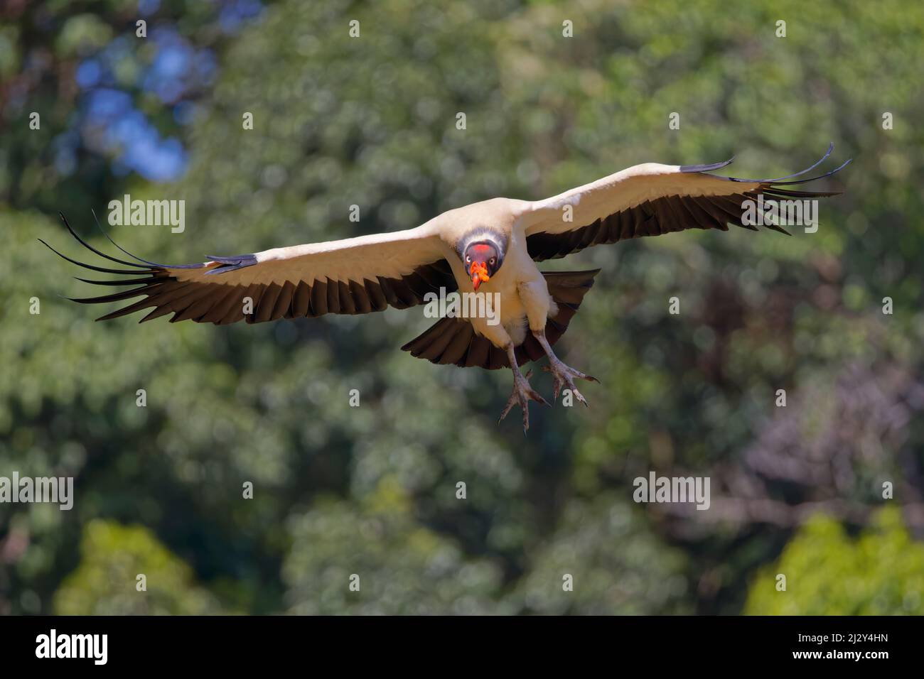 King Vulture in flight Sarcoramphus papa Boco Tapada, Costa Rica BI035023 Stock Photo