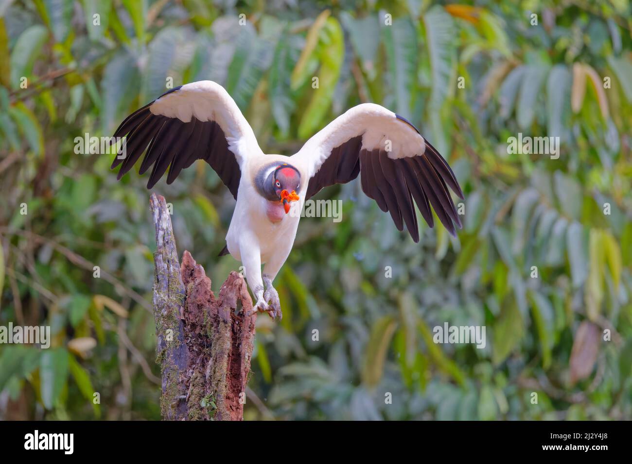 King Vulture in flight Sarcoramphus papa Boco Tapada, Costa Rica BI035039 Stock Photo