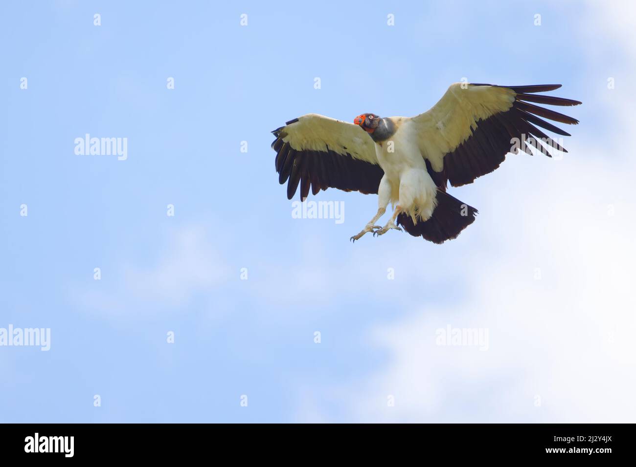 King Vulture in flight Sarcoramphus papa Boco Tapada, Costa Rica BI035044 Stock Photo