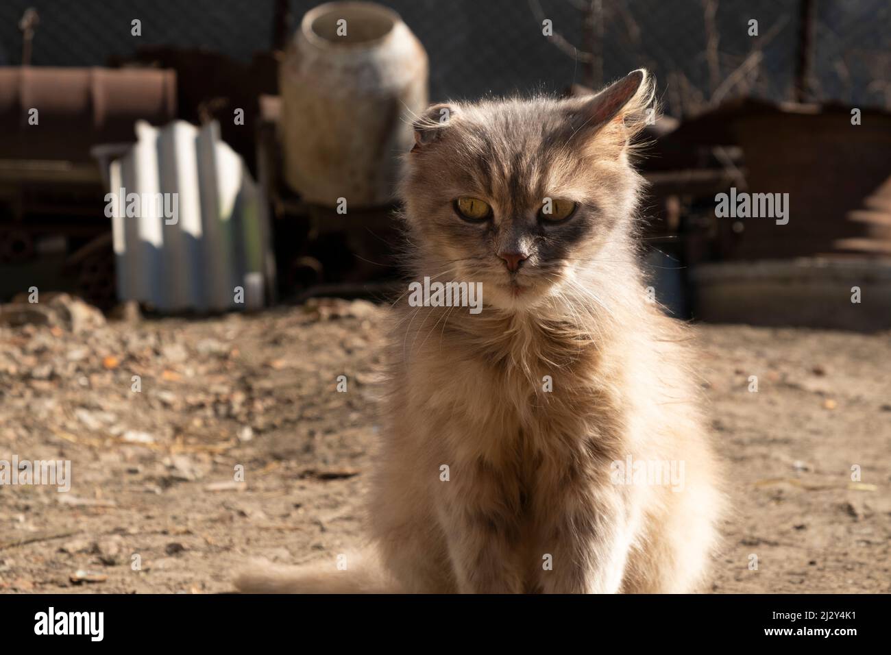 cat with one ear basking in the sun. Stock Photo