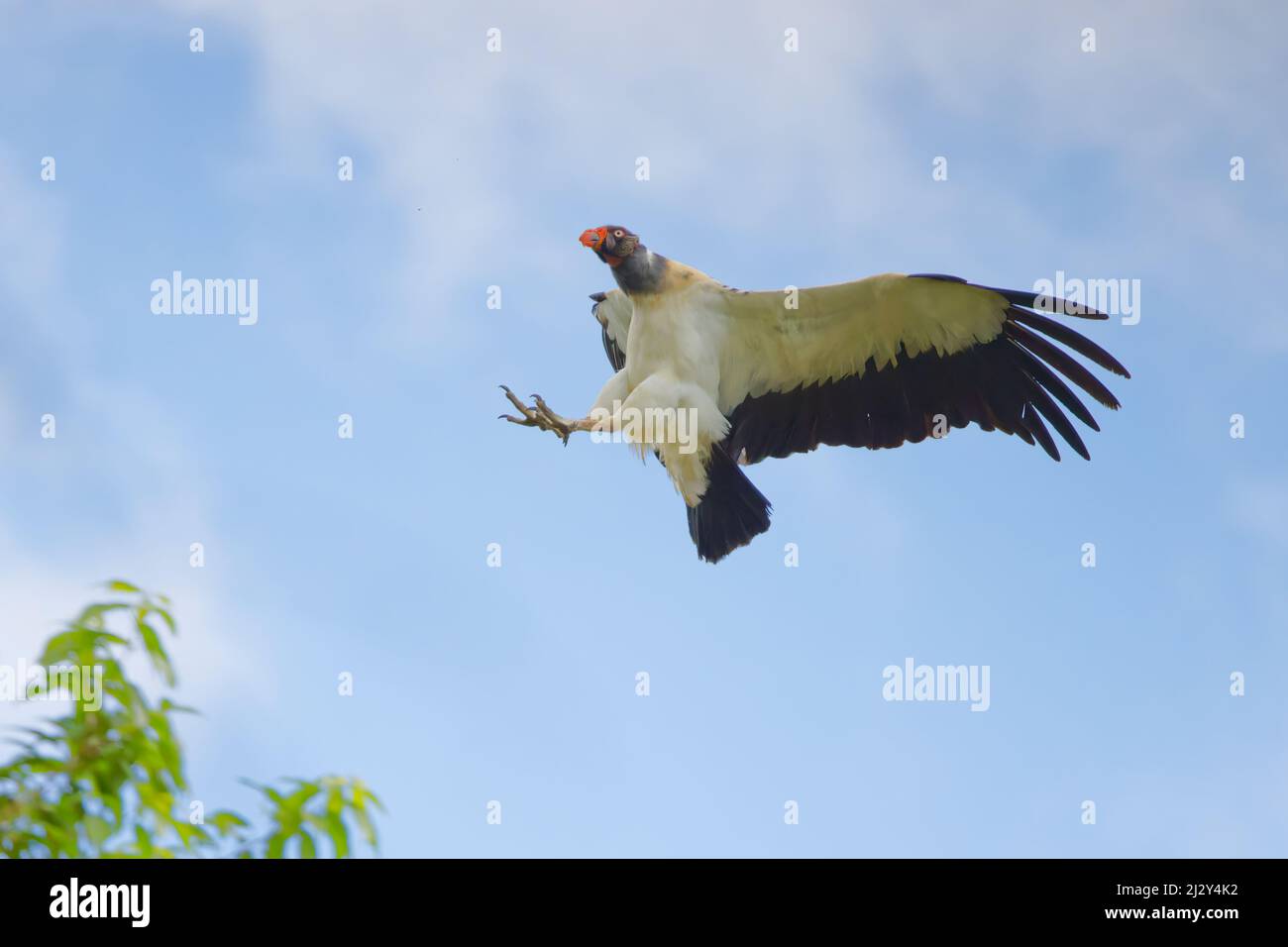 King Vulture in flight Sarcoramphus papa Boco Tapada, Costa Rica BI035047 Stock Photo