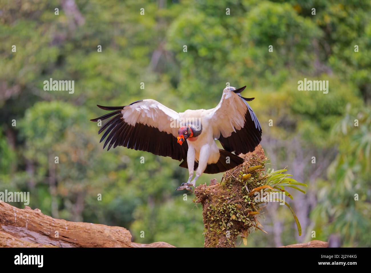 King Vulture in flight Sarcoramphus papa Boco Tapada, Costa Rica BI035082 Stock Photo