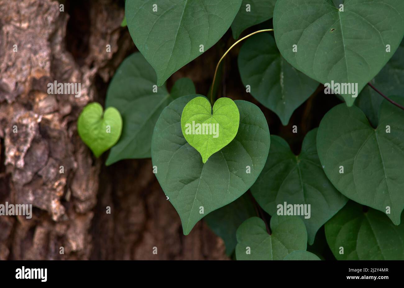 The heart shape green leaves Stock Photo - Alamy