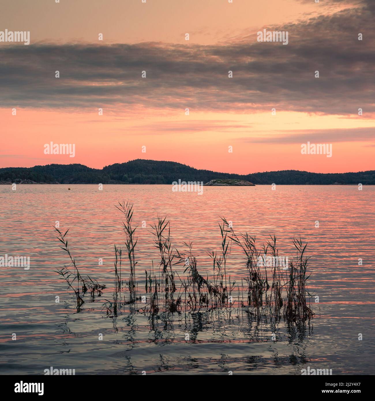 Lake with reeds on Orust archipelago island on the west coast of Sweden in sunset Stock Photo