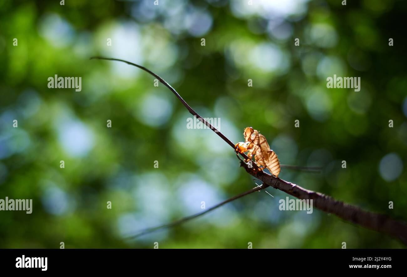 Empty cicada shell hi-res stock photography and images - Alamy