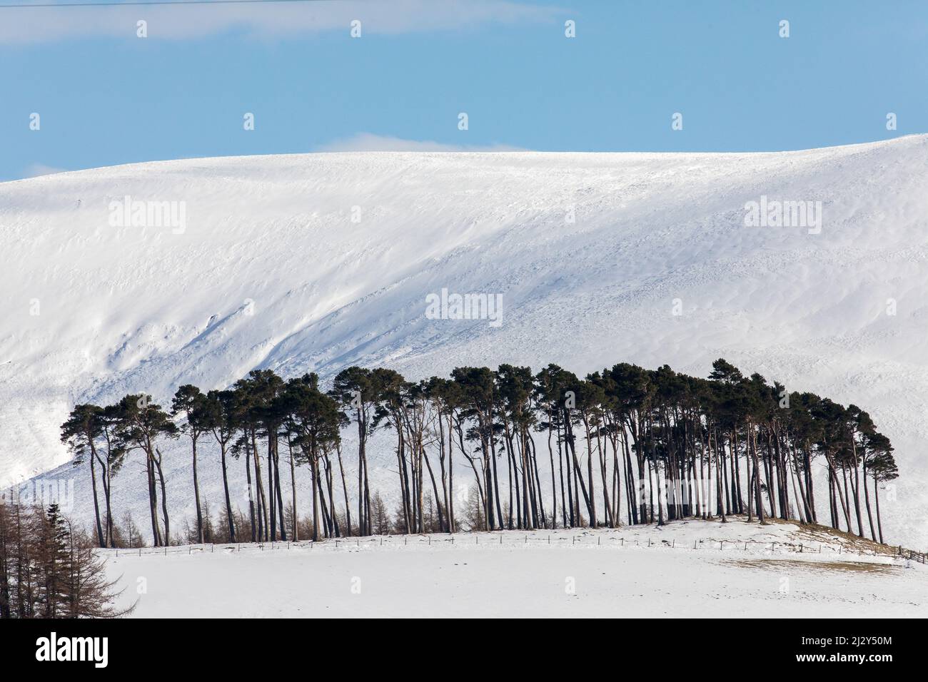 Winter snow, copse on road to Lecht Pass, Cairngorms, Tomintoul, A939, Highlands, Scotland, UK Stock Photo