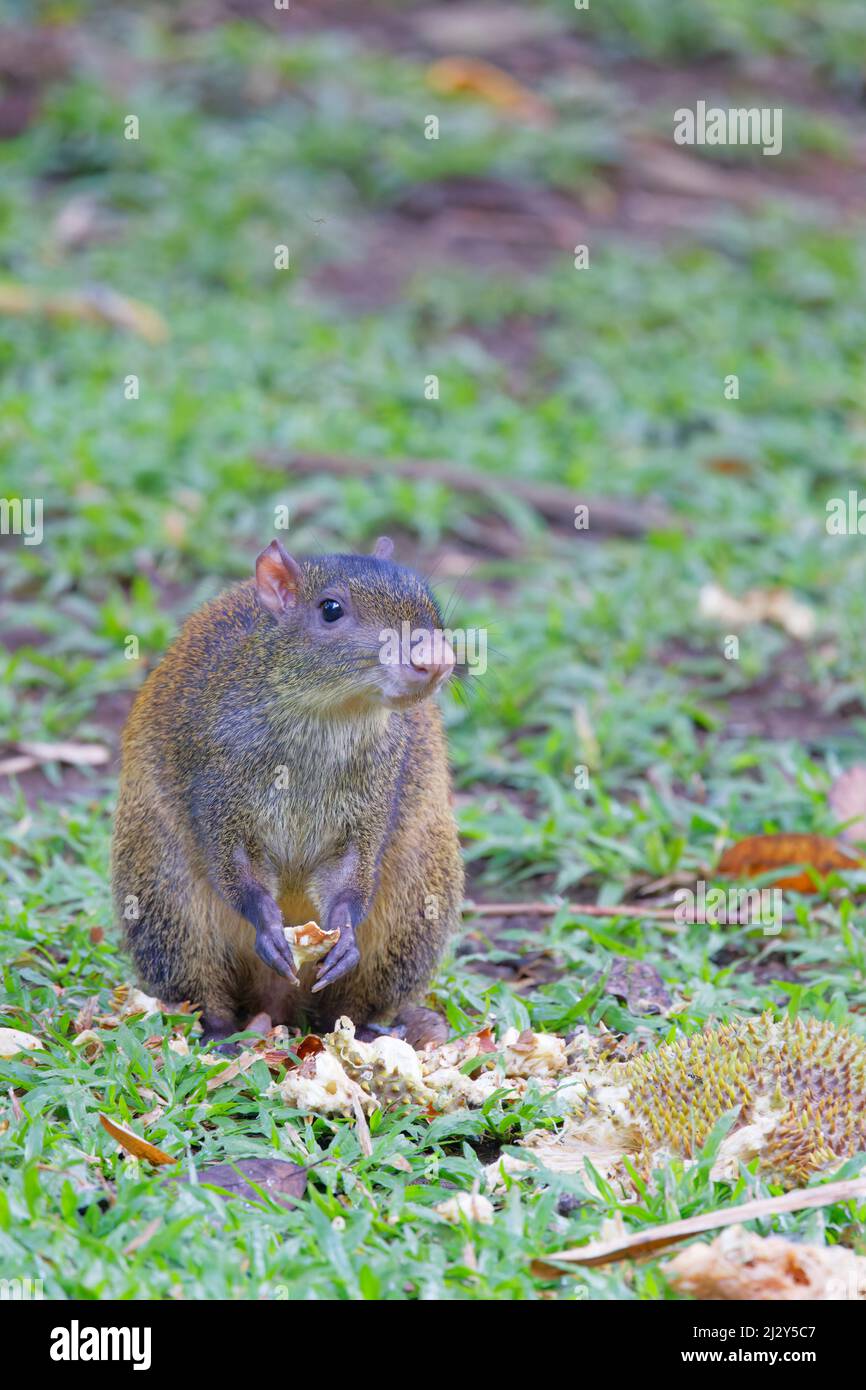 Central American Agouti  feeding on fallen breadfruit Dasyprocta punctata Tarcoles, Costa Rica MA004057 Stock Photo