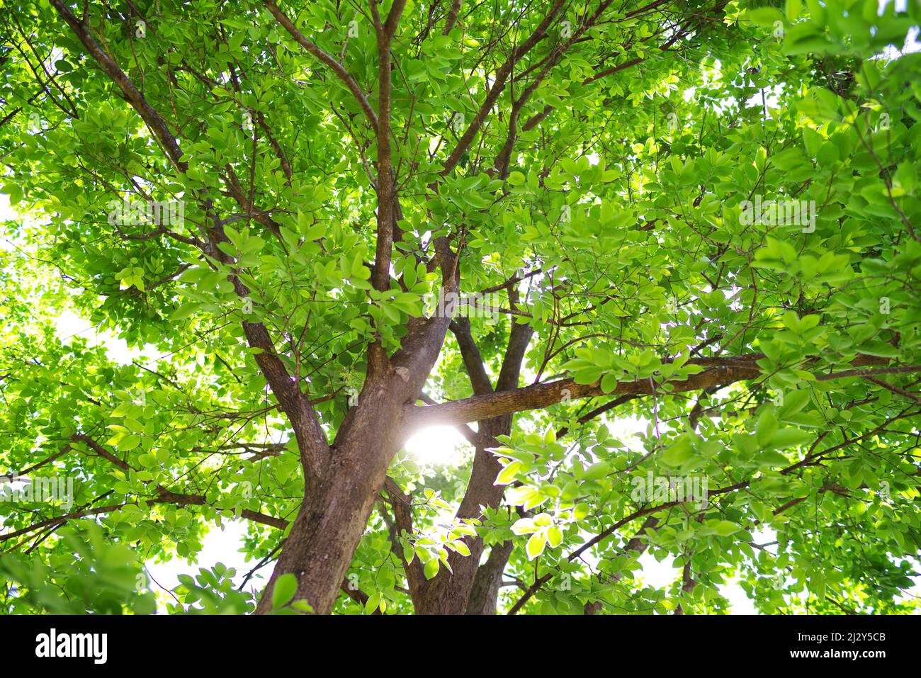 green tree in the forest Stock Photo - Alamy