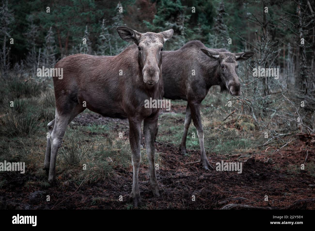 Two elk cows stand in the forest in Sweden Stock Photo