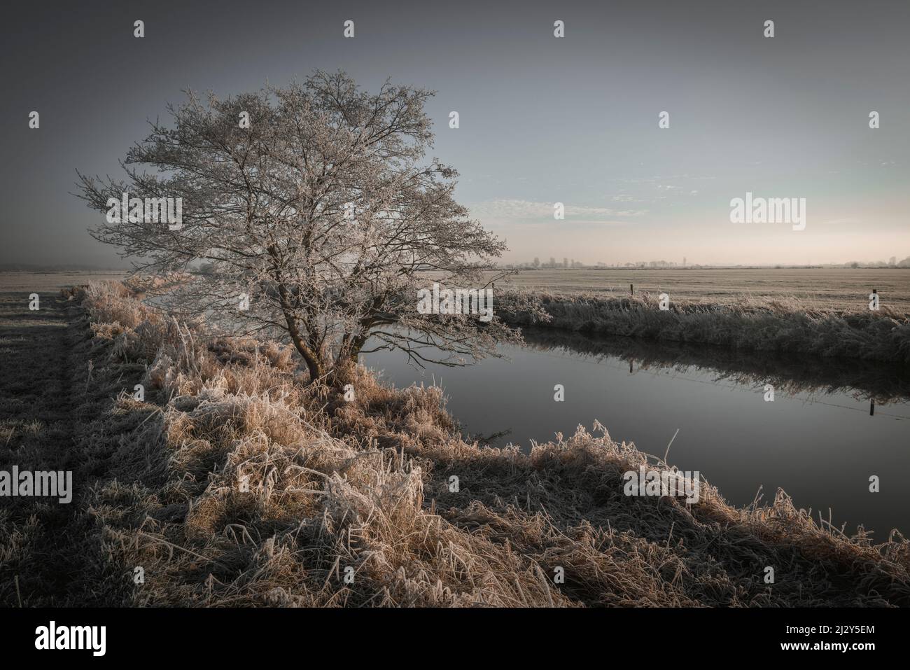Tree at Friedeburger Tief in frost, Etzel, East Frisia, Lower Saxony, Germany, Europe Stock Photo