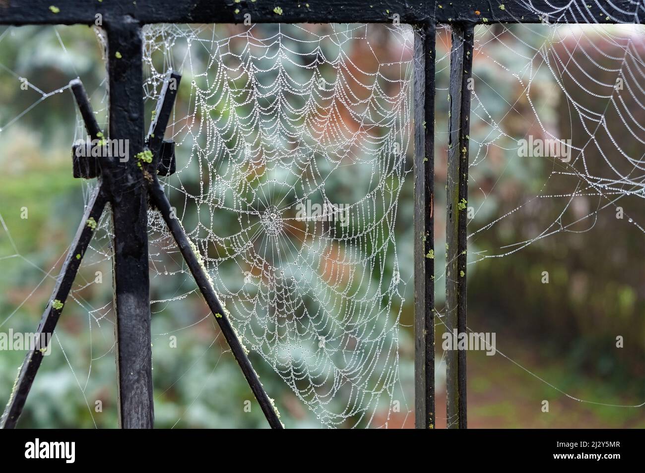 Beautiful water droplets cling onto a spider web, just like transparent beads curtain. Stock Photo