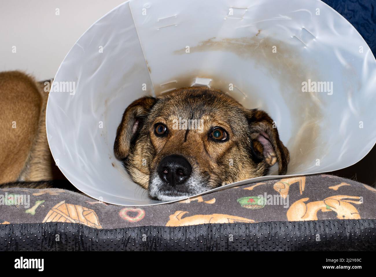 A portrait of a brown dog with an Elizabethan collar resting on his bed