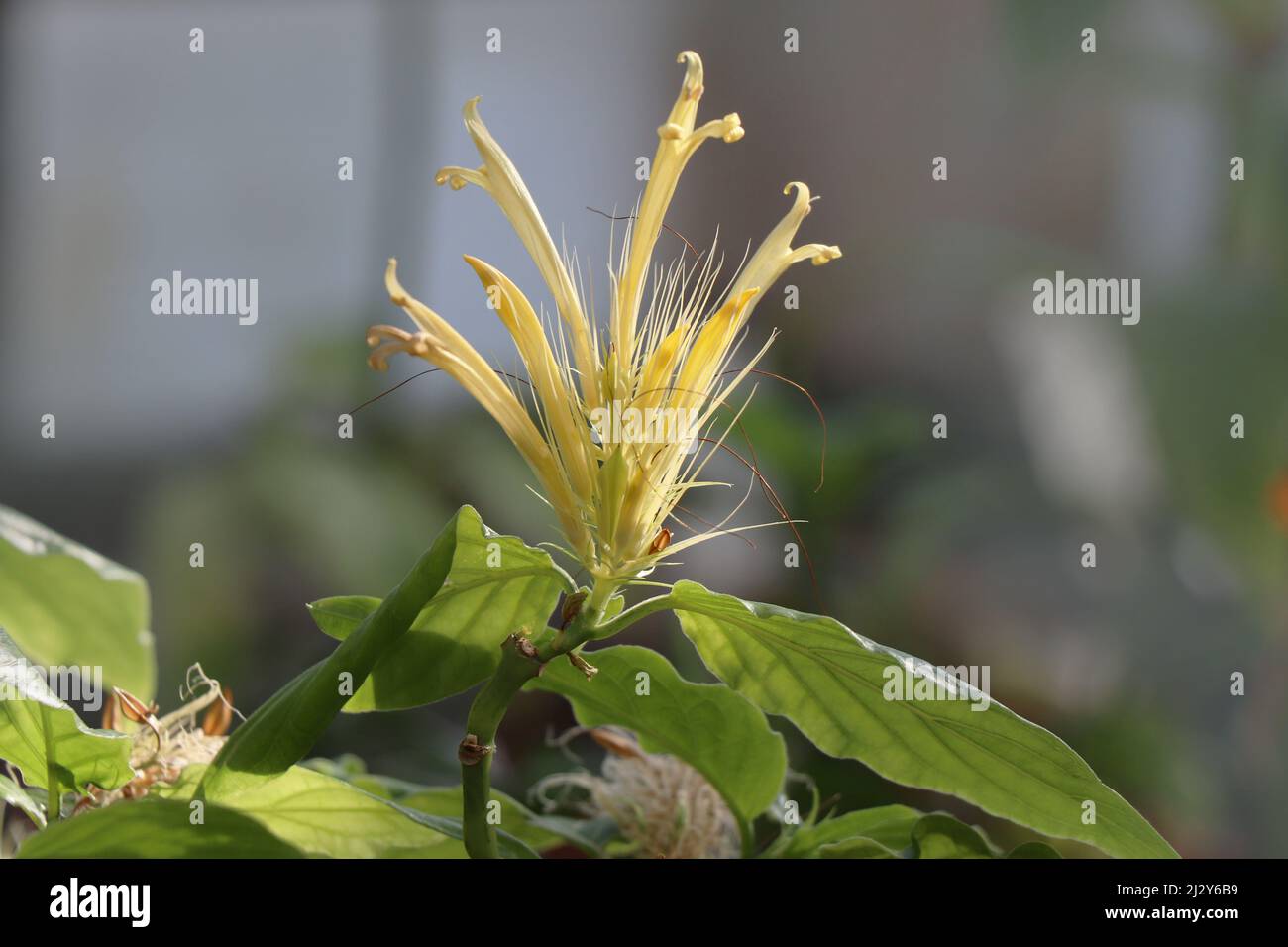 Flower schaueria flavicoma golden plume. Image Golden plume or Schaueria flavicoma Stock Photo