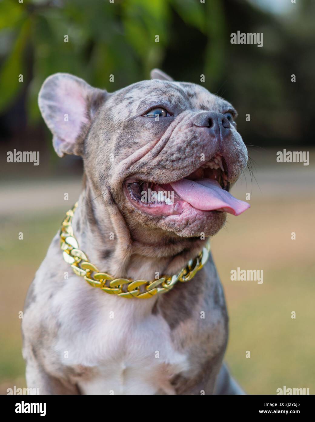 A vertical shot of an adorable spotted French bulldog with a gold chain Stock Photo Alamy