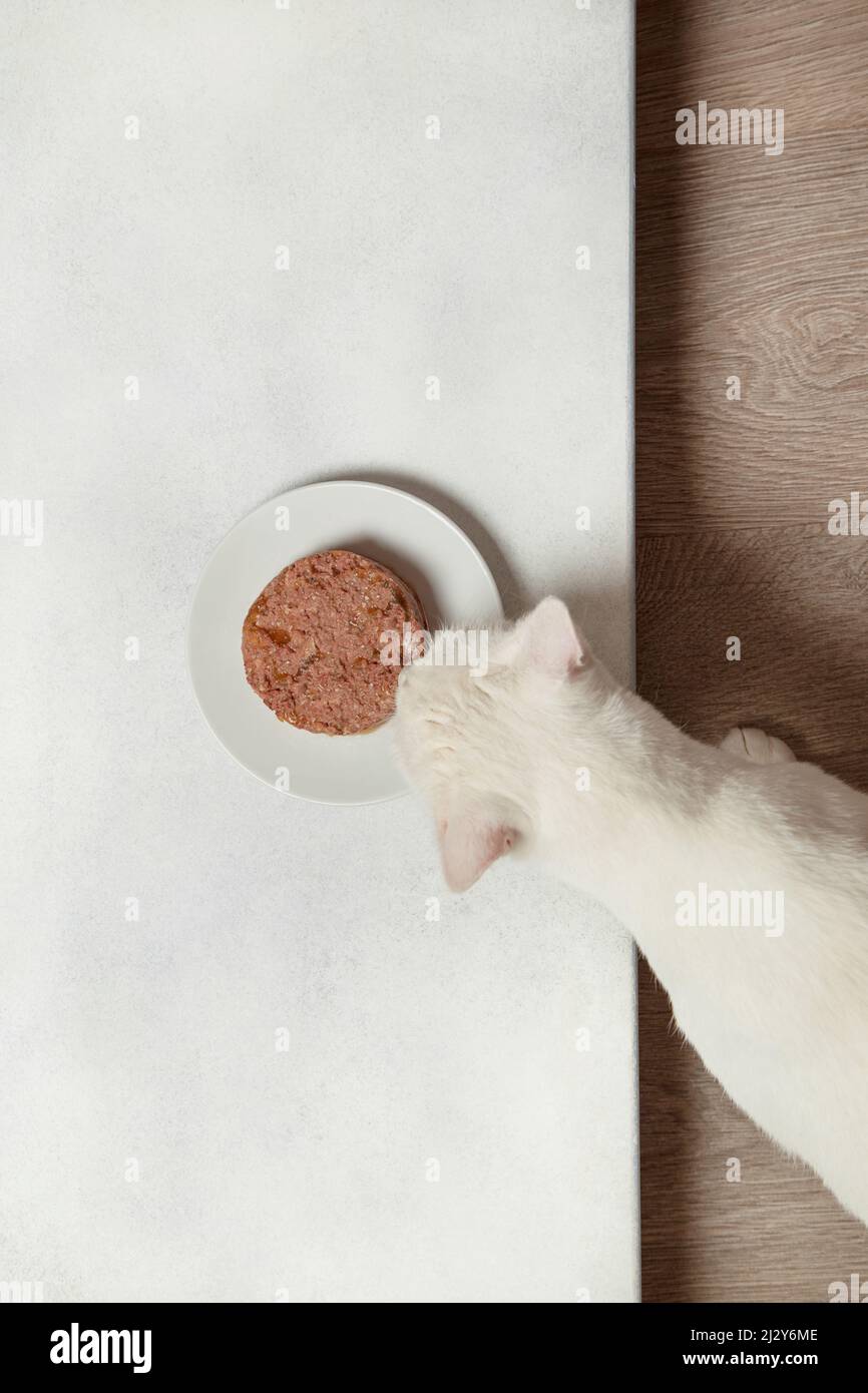 white cat eats meat pate. view from above Stock Photo