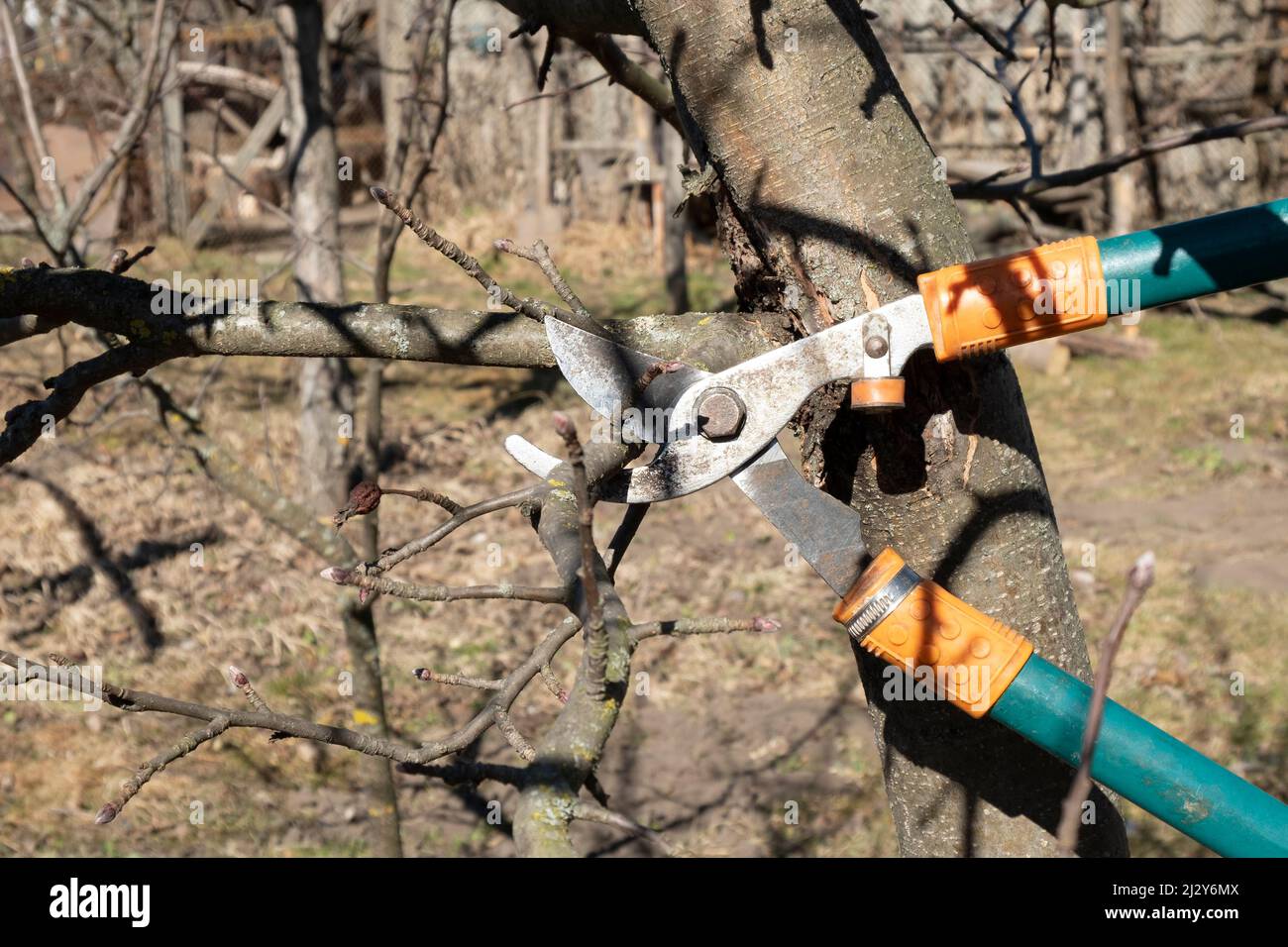 spring pruning trees with garden shears Stock Photo Alamy