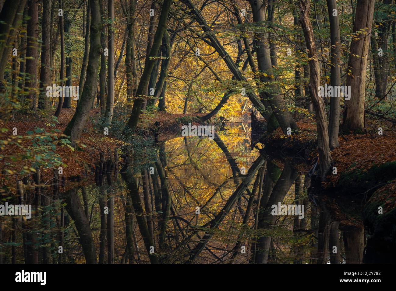 Autumn at the Mühlenteich, Obenstrohe, Friesland, Lower Saxony, Germany, Europe Stock Photo
