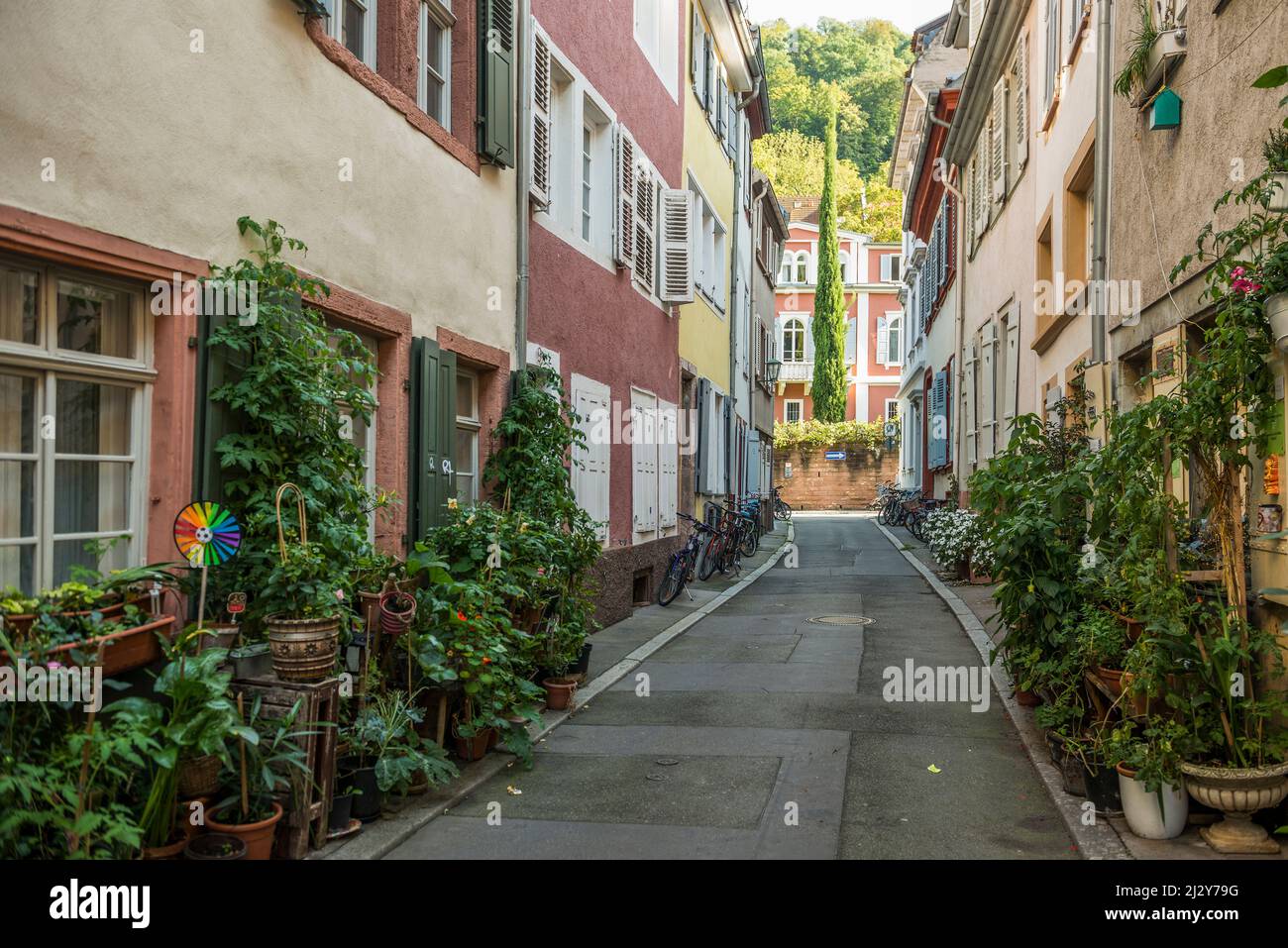 Alley with flowers in the old town, Heidelberg, Baden-Württemberg, Germany Stock Photo