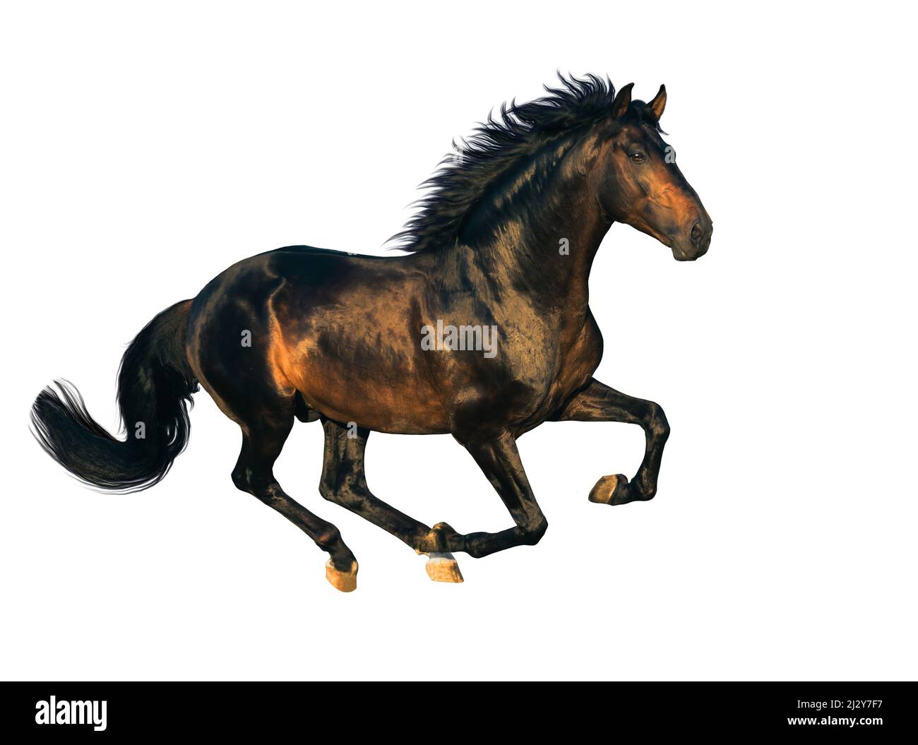 The black horse run isolated on white background Stock Photo